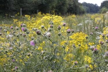 Pflanzen im Spätsommer