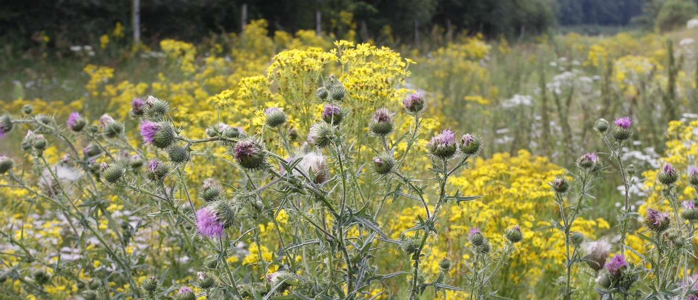 Pflanzen im Spätsommer