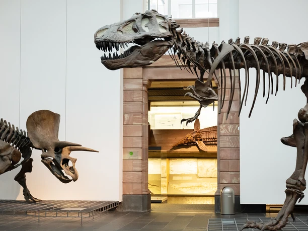 Senckenberg Museum