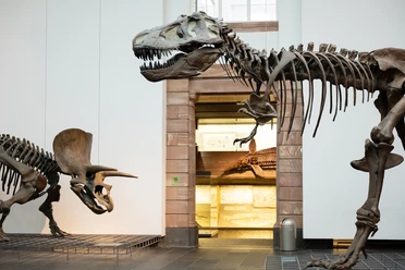 Senckenbergmuseum