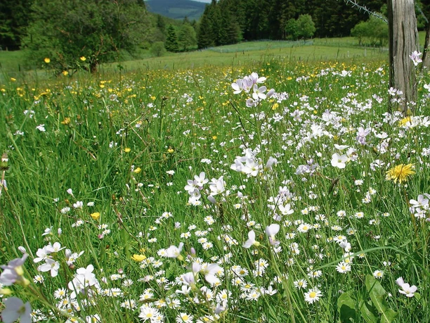 Blumenwiese in Willingen