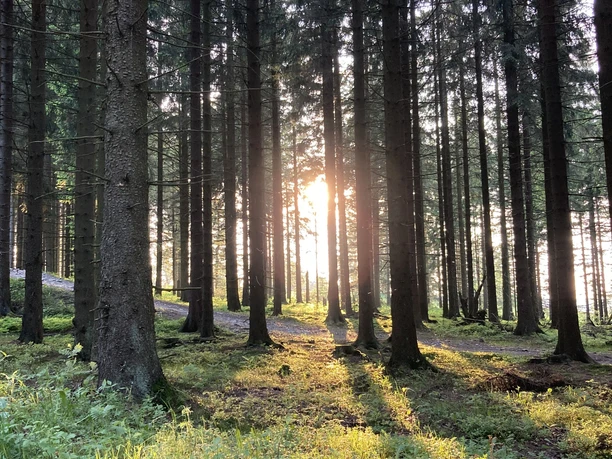 Sonnenstrahl im Wald bei Willingen