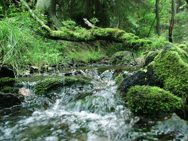 Quelle mit Moos im Wald bei Willingen