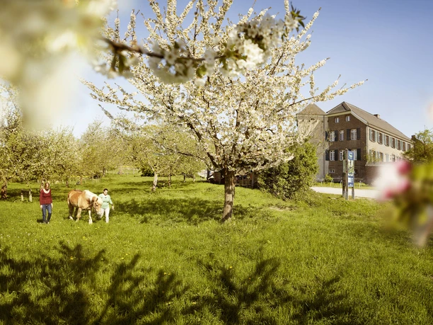 Monheim am Rhein - Siedlung, Landschaft und Kultur Blühende Kirschbäume auf einer Wiese, im Hintergrund ein historisches Gebäude in Monheim am Rhein.