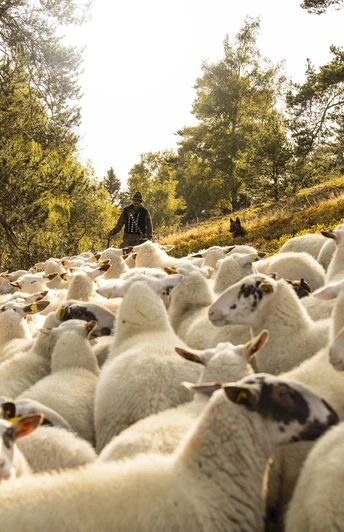 Schafe in der Hochheide
