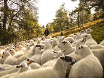 Schafe in der Hochheide