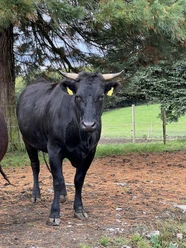 IMG_0954.jpg Eine schwarze Kuh mit gelben Ohrmarken steht auf einem Nadelwaldboden, neben einem Weidezaun.