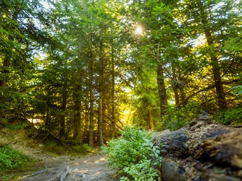 Wald im Sonnenlicht Wald im Sonnenlicht
