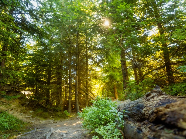 Wald im Sonnenlicht Wald im Sonnenlicht
