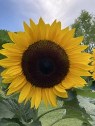 Sonnenblume Sonnenblume