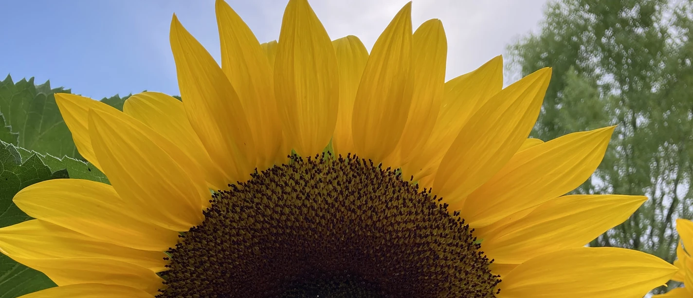 Sonnenblume Sonnenblume