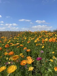 Blumenwiese Blumenwiese