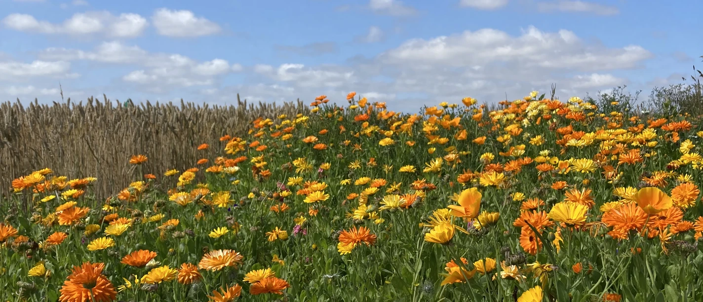 Blumenwiese Blumenwiese