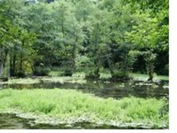Waldteich mit Schilf und dichtem Grün am Wanderweg bei Brilon-Alme