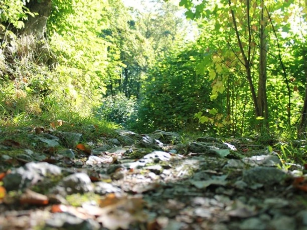 Schöne Wege im Naturschutzgebiet Drübel