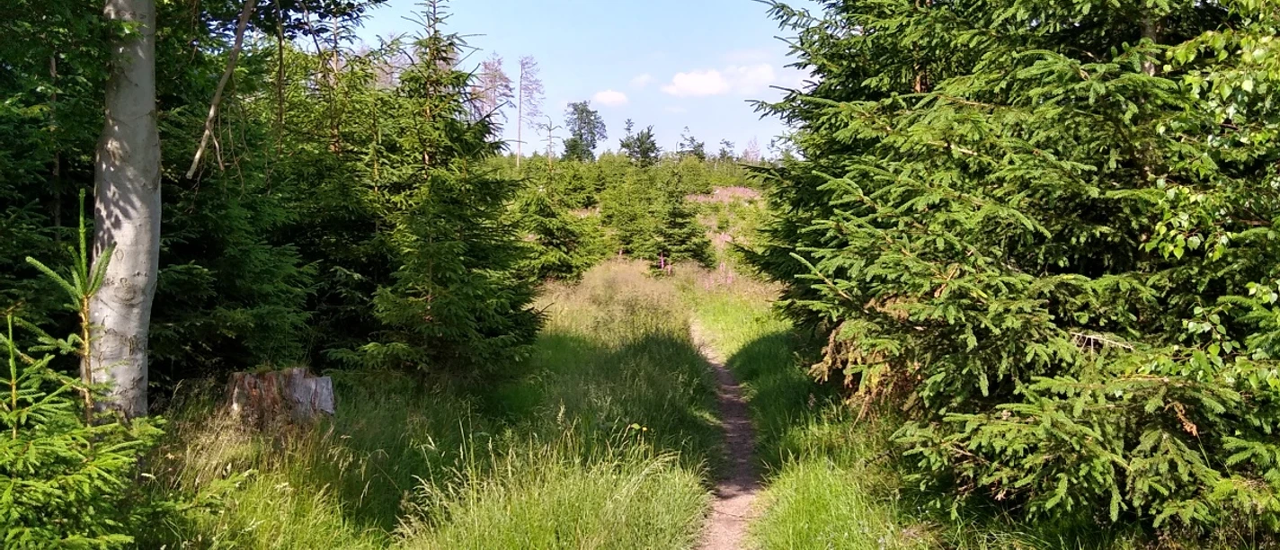 Weg bei Bontkirchen