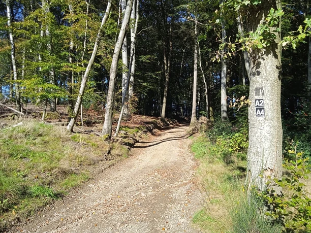Forstweg in den Wald hinein. Am Wegesrand Baum mit verschiedenen Wanderzeichen.
