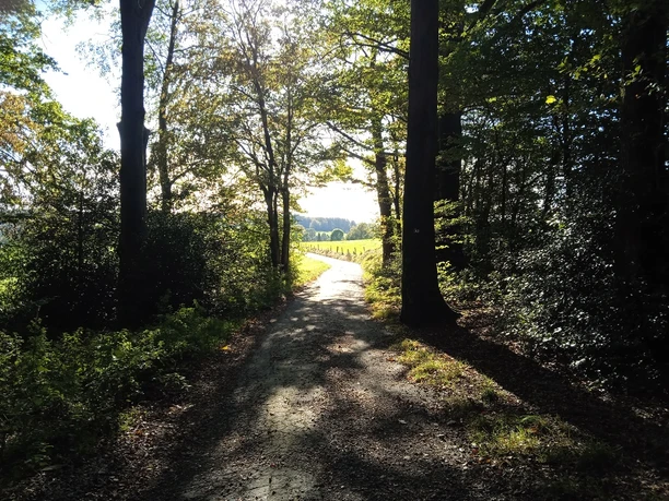 Waldweg aus dem Wald hinaus. Im Wald sehr schattig. Aus dem Wald hinaus grüne Felder strahlen in der Sonne.