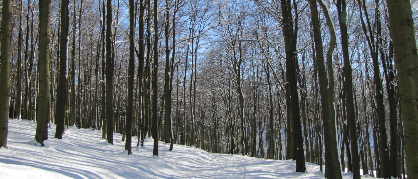 Buchenwälder im Schnee