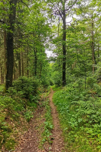 Pfad zurück nach Welschen Ennest