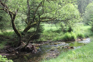 Wandern entlang der Valme Bewaldeter Bachlauf der Valme mit moosigen Steinen und überhängenden Ästen