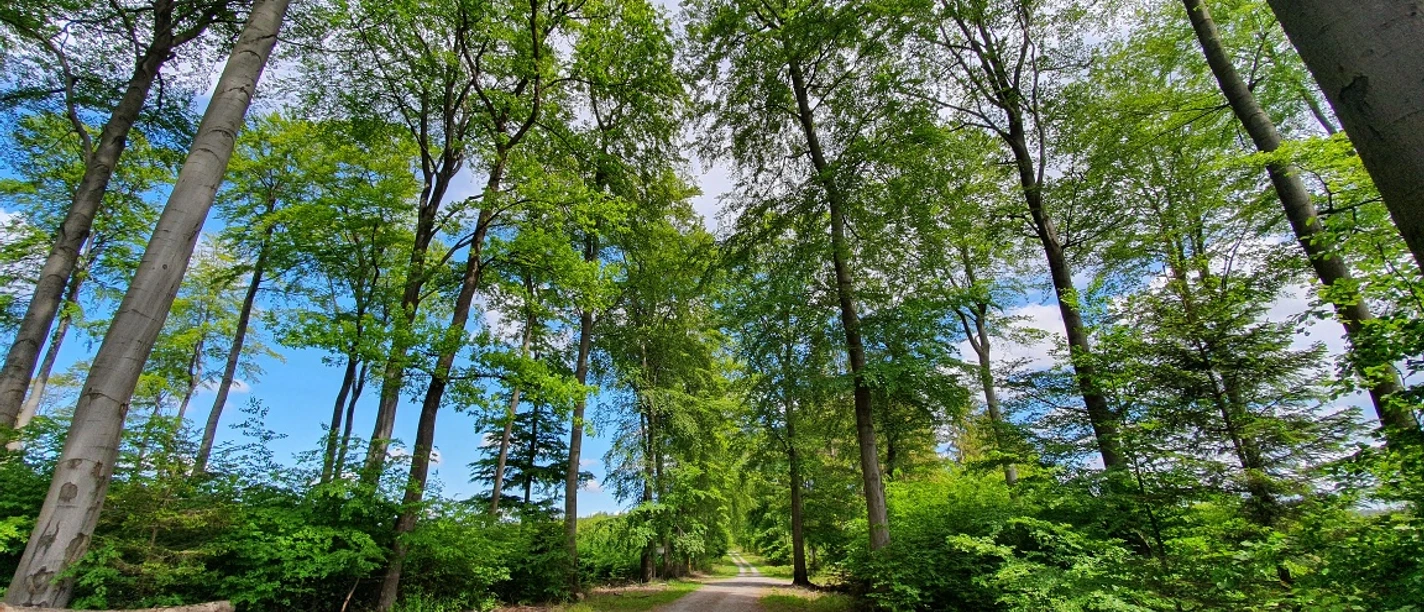 Auf dem Mescheder Höhenwanderweg