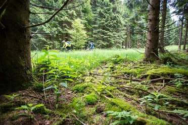Zwei Mountainbiker fahren durch einen grünen Fichtenwald mit moosigem Waldboden.