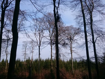 FFH Gebiet Apollmicke-Einsiedelei