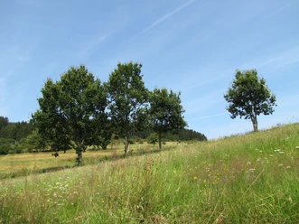 Wiesen in der Medebacher Bucht Wiesenlandschaft in der Medebacher Bucht