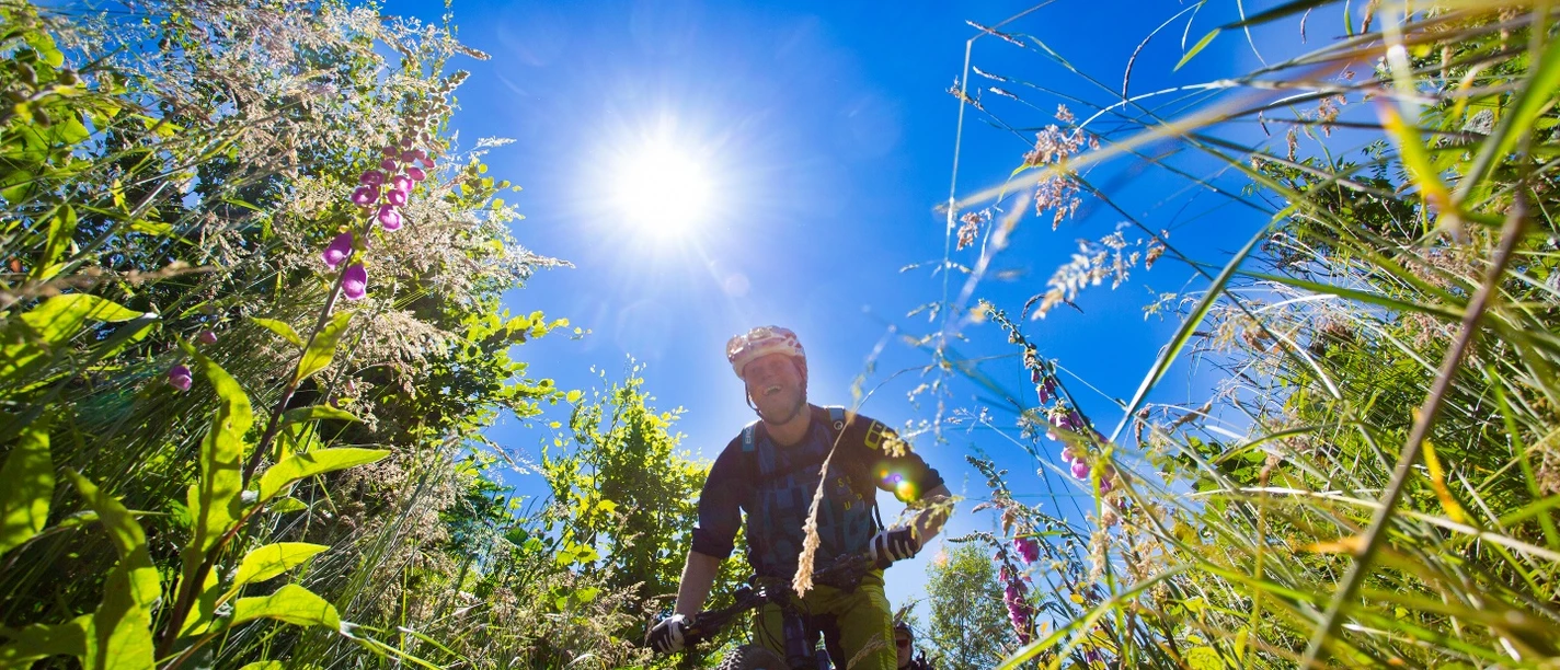 Mountainbiker fährt bei strahlender Sonne durch hohes Gras und blühende Wildblumen.