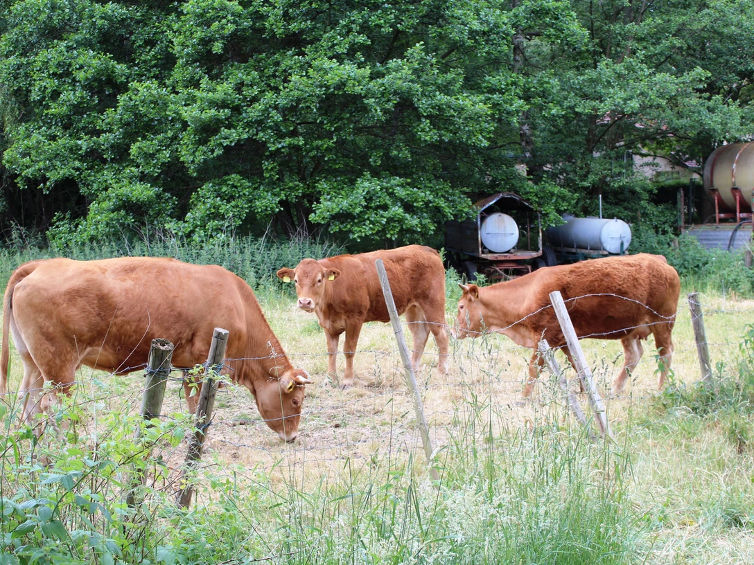 Kühe vom Bauernhof Kuchta