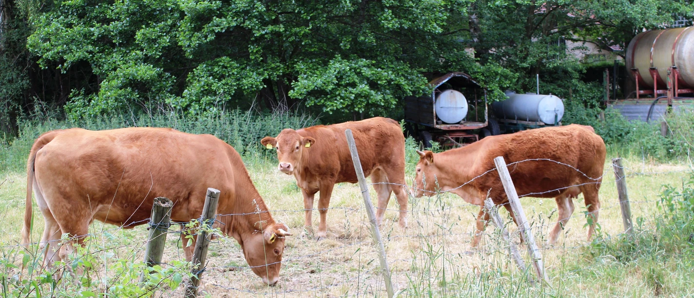 Kühe vom Bauernhof Kuchta