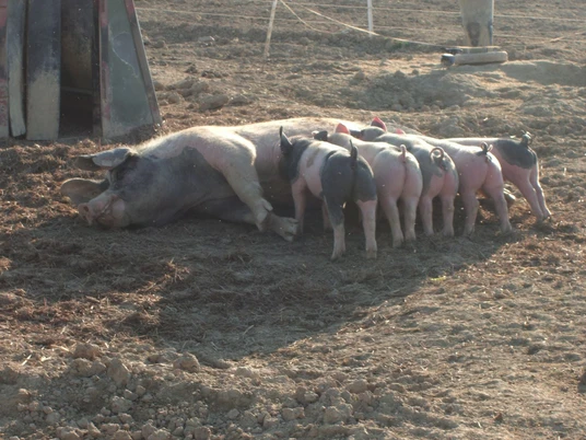 Schweine am Bioland-Hof Busch