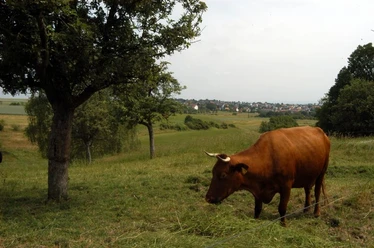 Kuh am Bauernlädchen Heislitz
