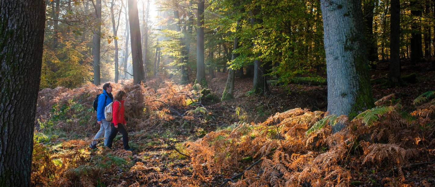 Zwei Wanderer unterwegs auf der Sauerland-Waldroute