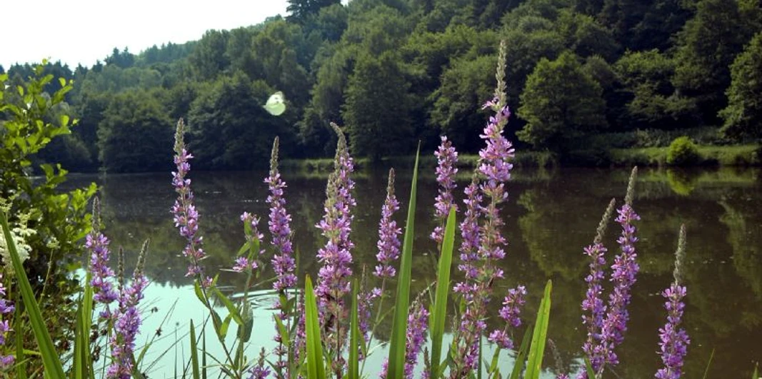 Grillplatz am Kuhschwanzweiher