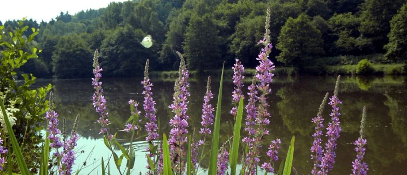 Grillplatz am Kuhschwanzweiher