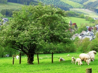 Blick auf Saalhausen, unterhalb des "Weißen Kreuzes"
