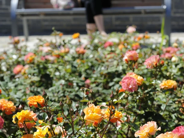 Rosengarten bei der Trinkkuranlage in Bad Nauheim