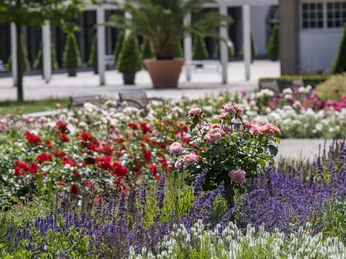 Rosengarten in Bad Nauheim