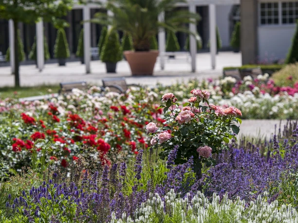 Rosengarten in Bad Nauheim
