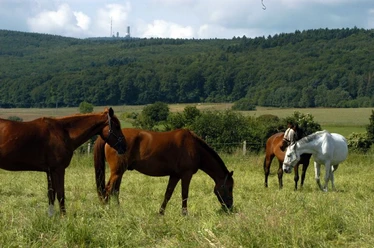 Pferdekoppel am Heisterbacher Hof