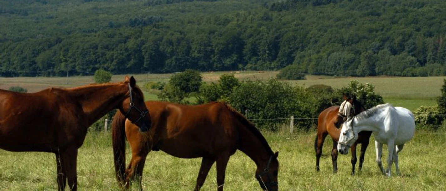 Pferdekoppel am Heisterbacher Hof
