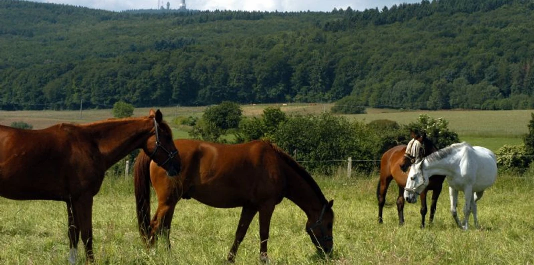 Pferde auf der Koppel