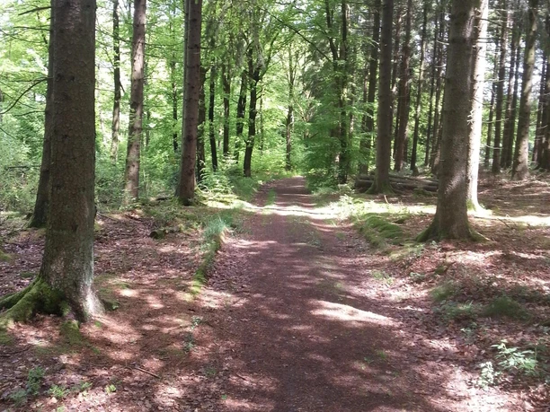Schöne Wege durch den Wald