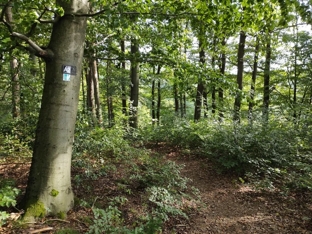 Fußpfad durch einen Wald. Links am Wegesrand Wanderwegebeschilderung.