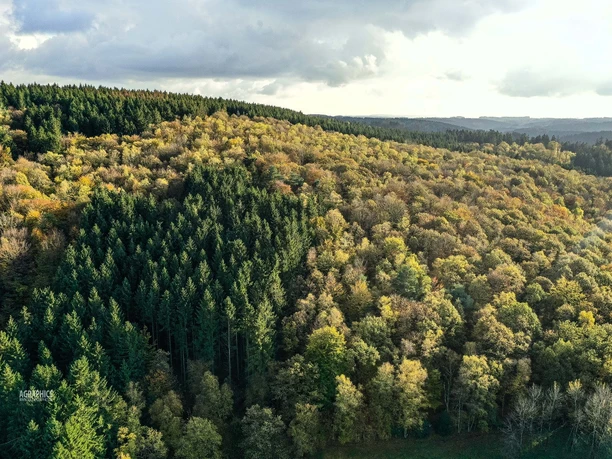 Der Sauerländer Wald ist Thema dieses Wanderweges