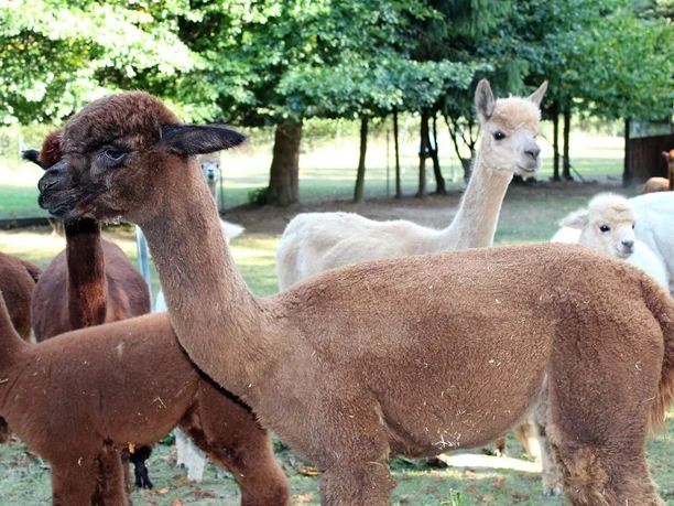 Die Alpakas auf dem Alpakahof Blomberg