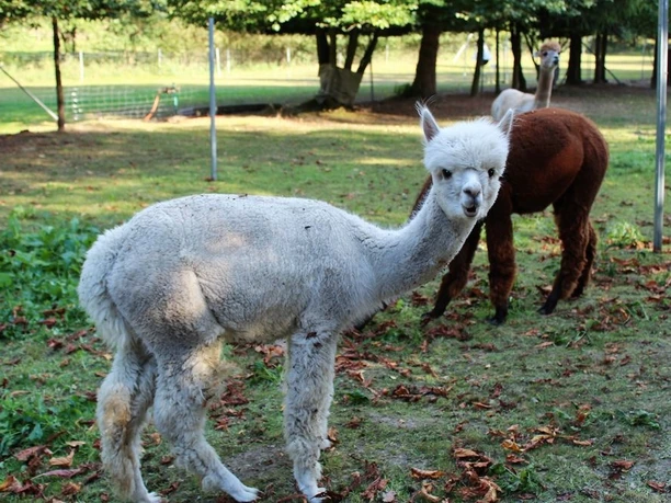 Unglaublich neugierig