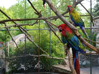 Vogelburg Weilrod
